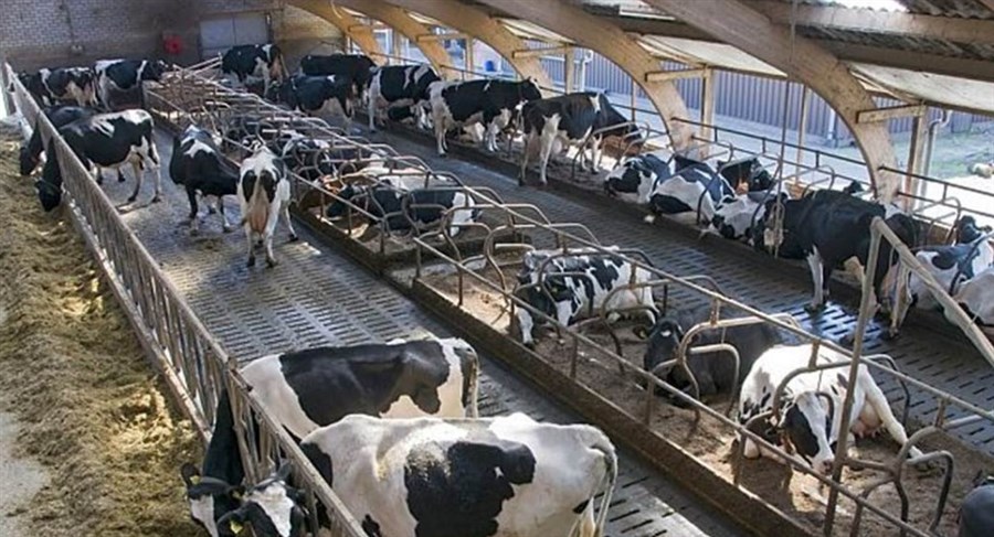 Bericht Sneller verduurzamen veehouderij bekijken